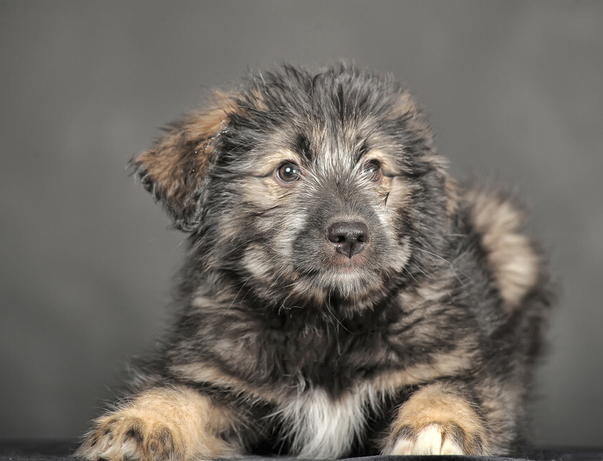 Russian shepherd dog sales for sale