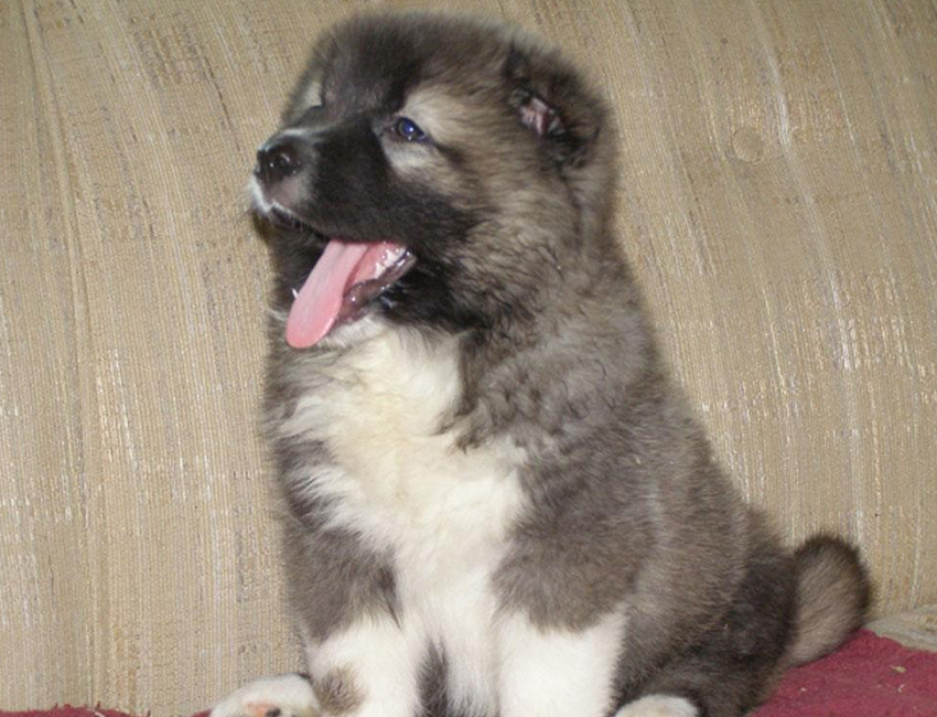 Caucasian Shepherd Puppy | Caucasian Shepherd For Sale UK