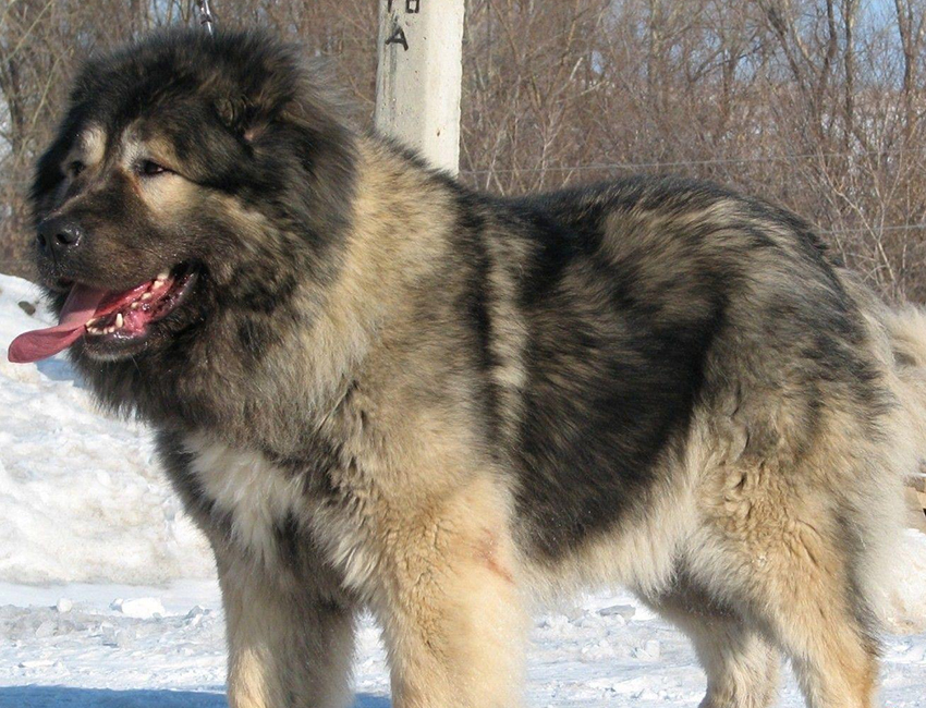 Caucasian shepherd puppy store price