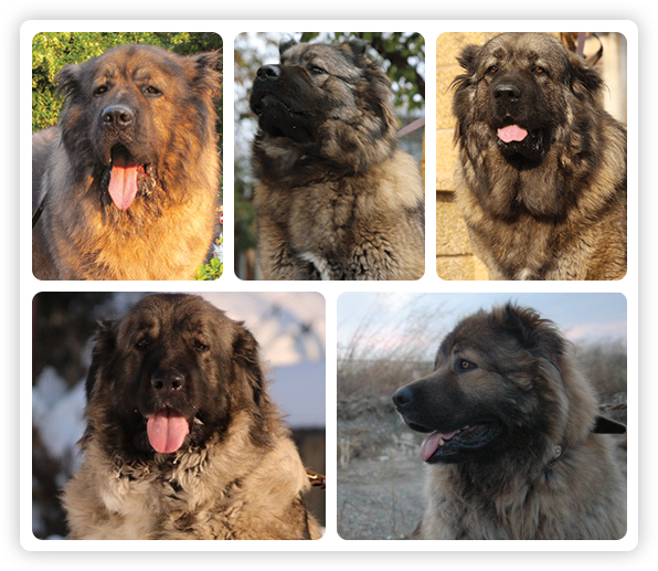 Caucasian best sale dog price